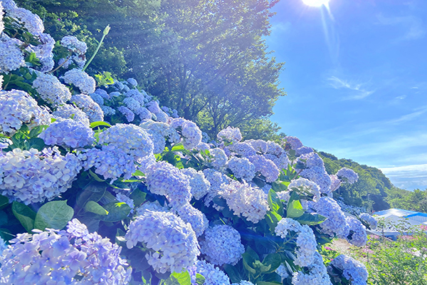 爆紅繡球花園開園！大勝陽明山8800坪花海搶看