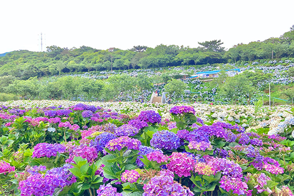 第三園區相當寬廣，從路口就能看見滿滿花叢，一路延伸彷彿看不到盡頭。