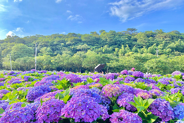 第三園區的面積是竹子湖第一加上第二園區的5至6倍大