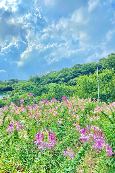 除了繡球花外，園區裡還有大理花、醉蝶花等綻放中。