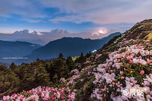 粉白相間的花朵布滿山頭，遊客可以把握時機前往賞花。