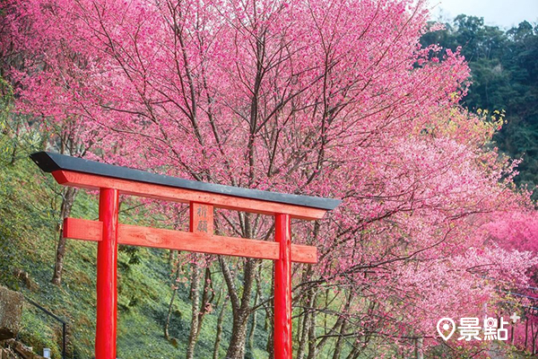 翠墨莊園鳥居櫻花海。 (圖／bing__ben)