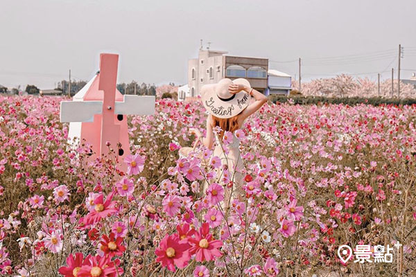 金砂花旗木步道附近的波斯菊花海。 (圖／1544_cassie)