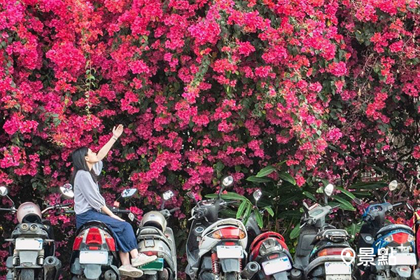 超高九重葛花瀑！4公尺高度機車陣上賞花美拍