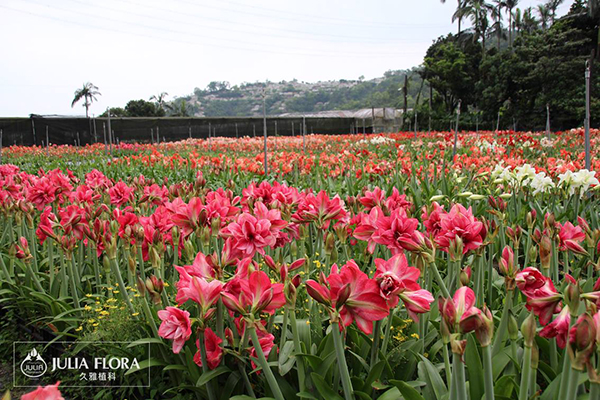 久雅植科是台灣目前孤挺花栽種面積最大的栽培場 (圖／久雅植科，以下同)