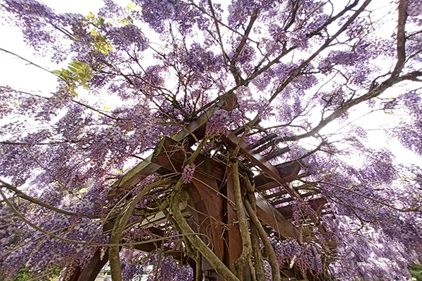 鴛鴦湖的紫藤花