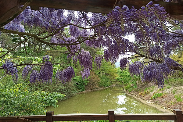 鴛鴦湖的紫藤花