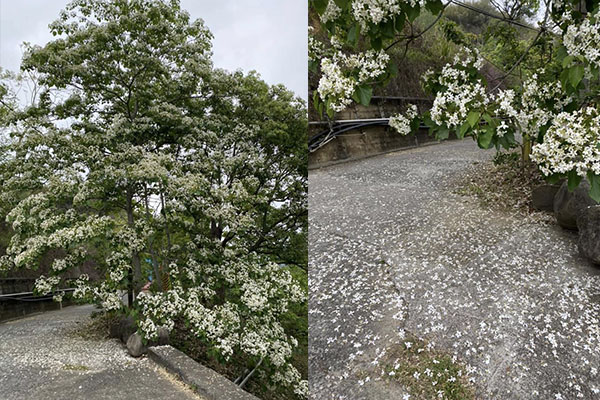 桐花季時的園區道路落滿桐花。(圖／湖畔花時間)