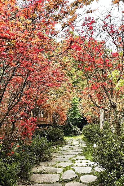 茂密的楓樹形成美麗的紅葉隧道 (圖／福田園休閒農場)