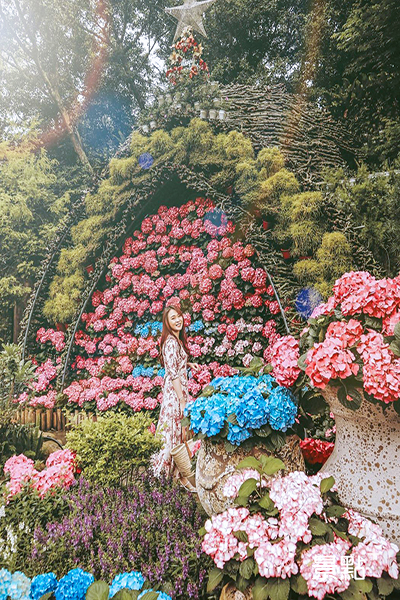 苗栗花露休閒農場的繡球花牆提美照拍起來。(圖／duffy_lifediary)