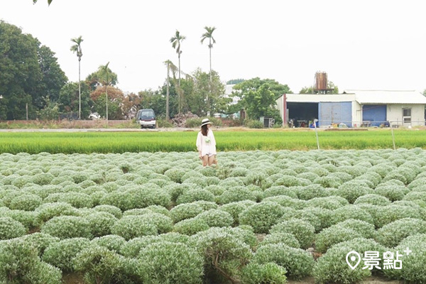 可愛的波坡草田。