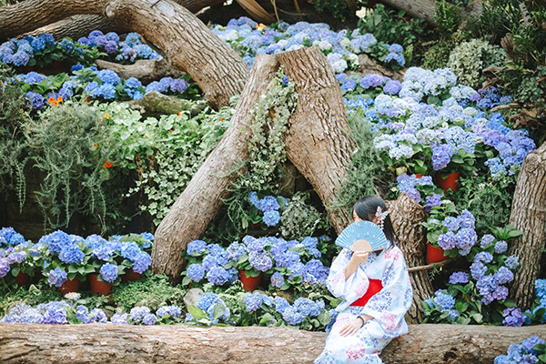 千株繡球花海盛開！和服浴衣免費入園打卡