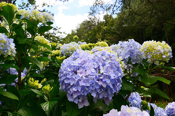 5、6月也是武陵農場繡球花盛開的季節