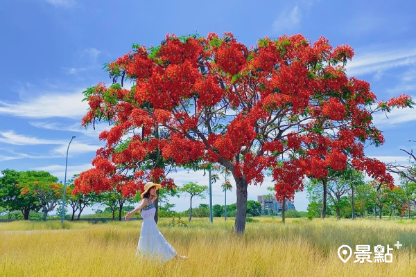 嘉義朴子有一處草原上佇立著盛開的鳳凰花樹 (圖／hsingfang20)
