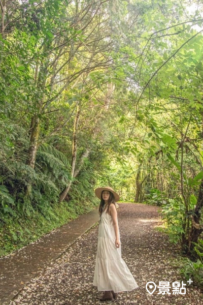 樹林環繞的林美石磐步道可輕鬆拍出仙境照