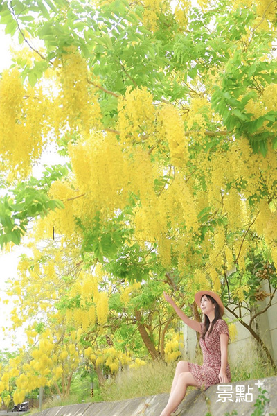 蒜頭糖廠盛開的阿勃勒，如葡萄串的黃金花序十分美麗。 (圖／hsingfang20)
