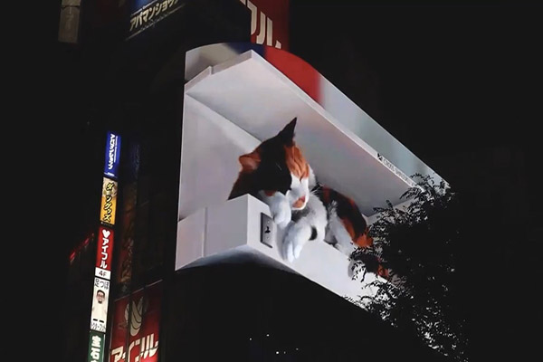 夜晚的新宿東口の猫