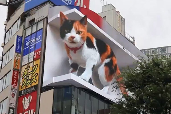 新宿東口の猫。（圖 / cross_s_vision)