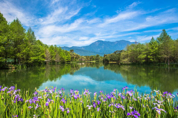 春分紫色鳶尾花水岸旁蕩漾。 (圖／花東風管處)