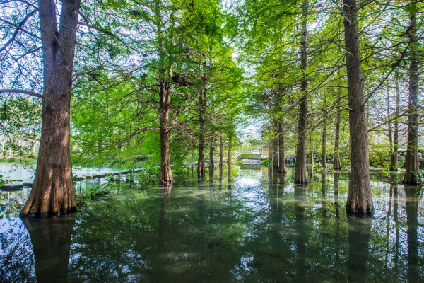 水中落羽松林。 (圖／花東風管處)