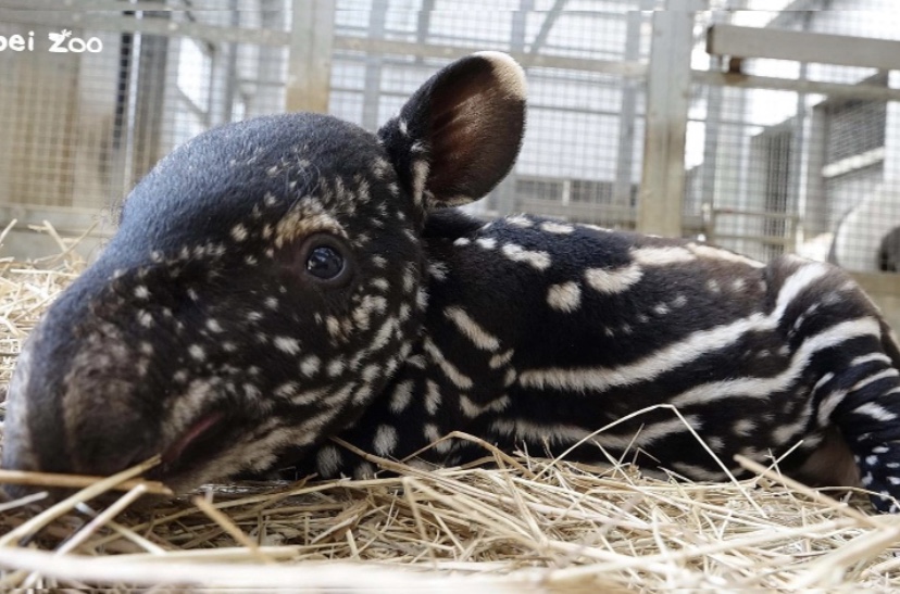 動物園馬來貘寶寶誕生！社教育樂場館逐步開放2.0