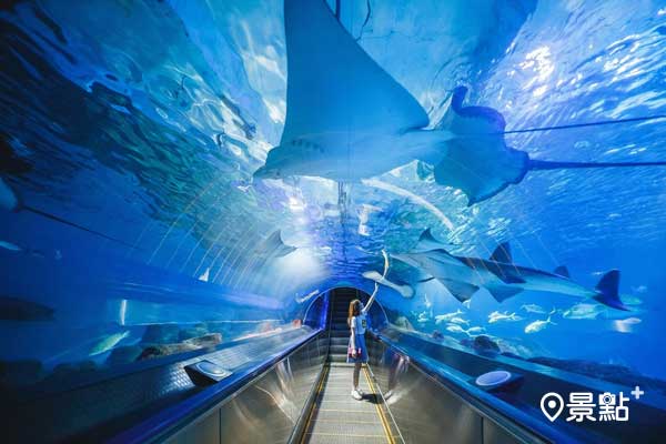 「探險島水族館」海底隧道更是網友必拍，彷彿置身海洋的奇幻美照。（圖／Klook)