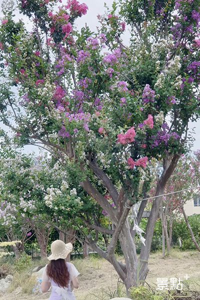 一棵樹上不同的花色。