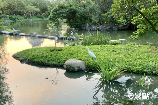 園內大生態池的水質改善，並打造一條唯美的落羽松步道 。(圖／景點+張盈盈)