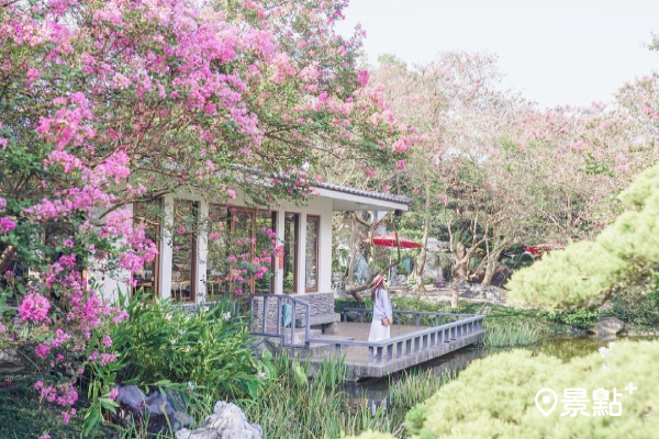 粉紅紫薇花海綻放！秒飛日本庭園美術花園