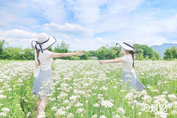 夢幻九月雪韭菜花海追起來！雙花田花海控必衝