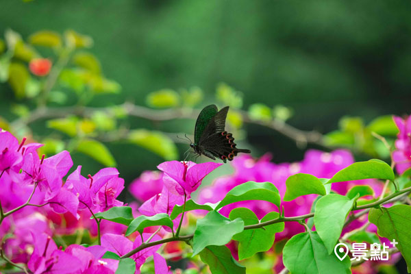 金瑞治水園區 生態良好 有許多蝴蝶。