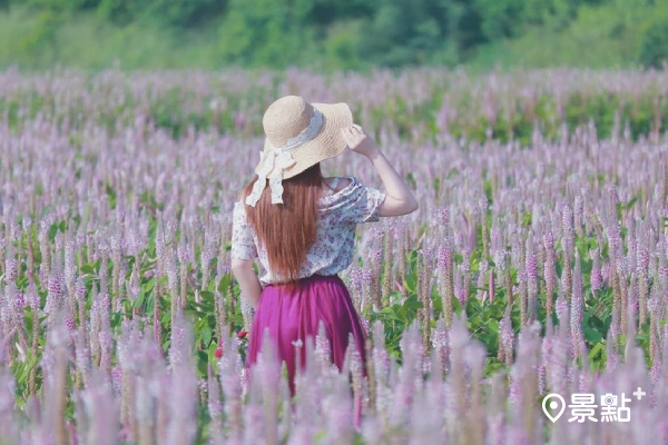 宛如南法普羅旺斯花海！粉紅兔尾草花田仙氣美拍