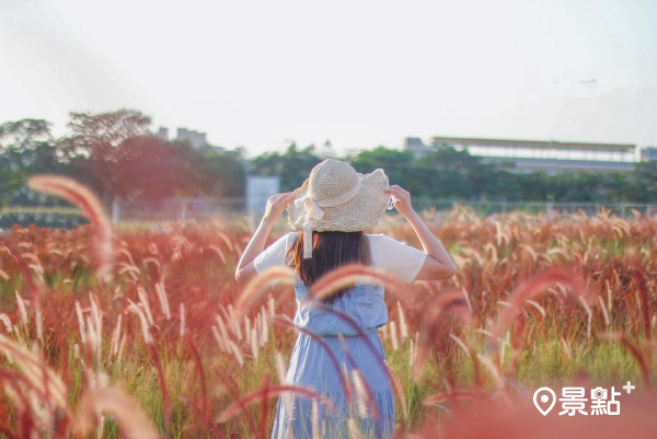 夢幻狼尾草花海免費拍！紫紅色浪漫場景美拍地