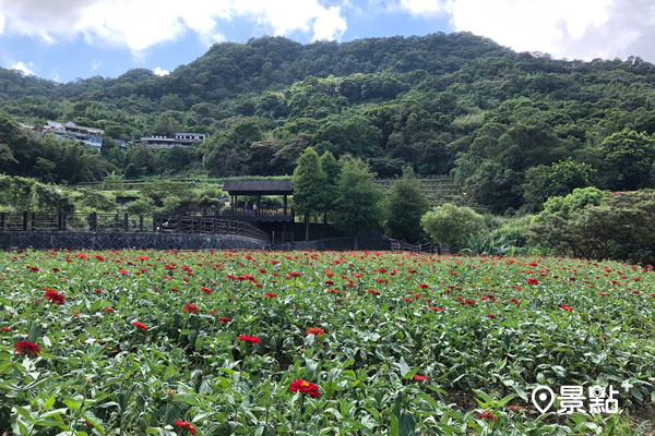 樟樹步道百日草盛開點點紅。 (圖 / 台北市工務局，以下同）