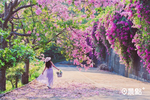 美人樹加碼九重葛！夢幻粉紅花海登山步道美拍