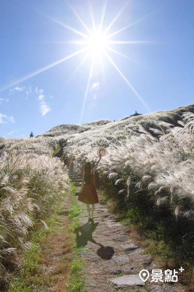 陽明山國家公園內的芒草大多是「白背芒」，多生長在其他植物無法存活的地形。 (圖／pierrehuang)
