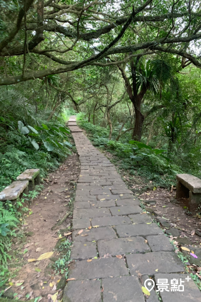 草嶺古道不只階梯步道，也有平緩的山林步道。