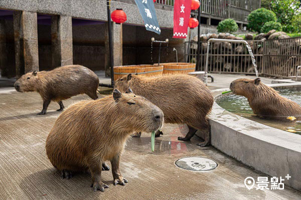 療癒系動物可愛水豚。