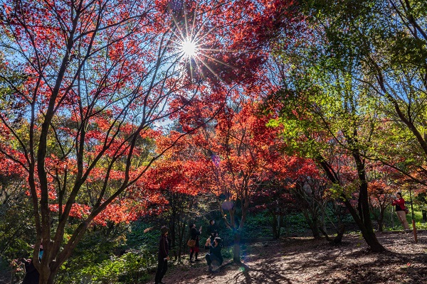 浪漫楓紅美景秒飛日本！鴛鴦湖畔紅葉步道採果樂