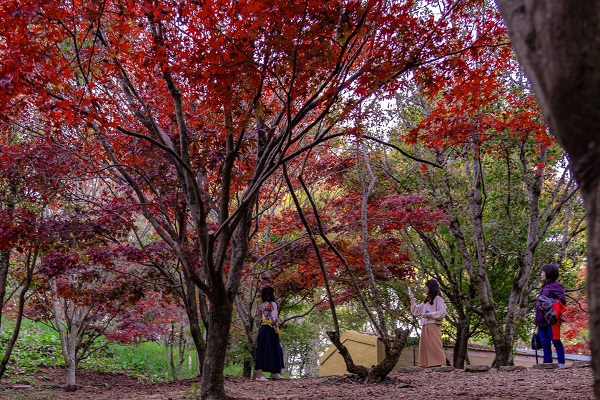 福壽山的楓樹與氛圍不輸國外