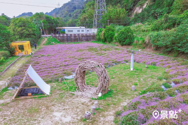 紫色的仙草花讓人誤以為置身於南法普羅旺斯一般，既夢幻又浪漫。