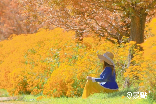 紅葉銀杏雙美景秋冬必賞！武陵農場楓葉季超美