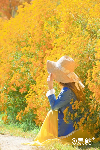 武陵農場不僅能賞楓紅杏黃，旅人們還能看見大騙橘黃漸層的芳香萬壽菊花海