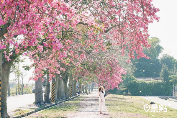 彰化香田國小前門的粉紅美人樹盛開，宛如日劇場景般浪漫，非常美麗。 (圖／miss9290)