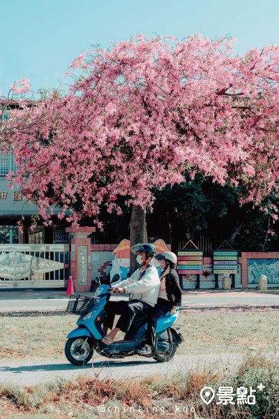 景觀壯麗的美人樹，開出豔麗的粉色或淡粉紅色花卉。 (圖／chinling_kuo，以下同)