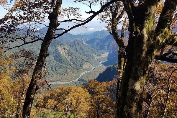 台灣山毛櫸漸層色彩的畫面不輸楓紅美景