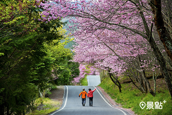 旅客可以漫步在武陵農場長達3公里賞櫻步道。