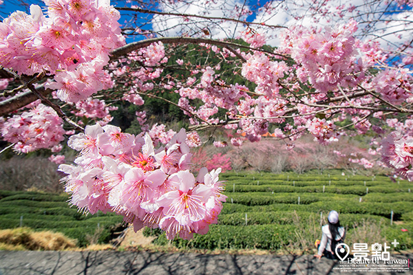 旅遊業者推出「2022武陵櫻花季」旅遊商品，主打保證入園。