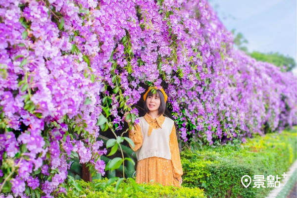 紫色蒜香藤花海冬日驚喜！楓樹公園紫爆花牆爆炸盛開