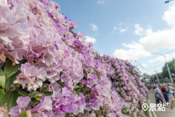 蒜香藤因花、葉搓揉聞起來有蒜香味而得名，又名「紫鈴藤」。